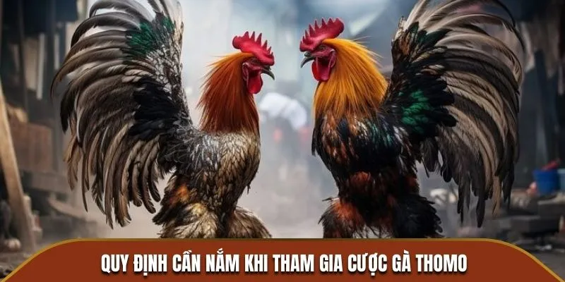 Quy định cần nắm khi tham gia cược gà Thomo