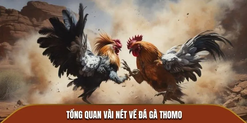 Tổng quan vài nét về đá gà Thomo