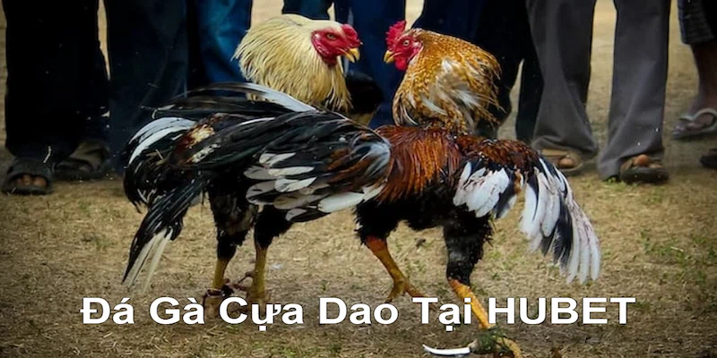 Đá Gà Cựa Dao Tại HUBET Thổi Bùng Đam Mê Cho Mọi Kê Thủ