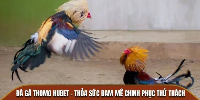 Đá Gà Thomo Hubet - Thỏa Sức Đam Mê Chinh Phục Thử Thách