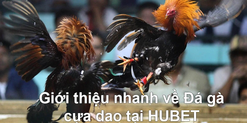 Giới thiệu nhanh về Đá gà cựa dao tại HUBET