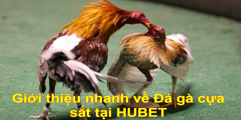 Giới thiệu nhanh về Đá gà cựa sắt tại HUBET