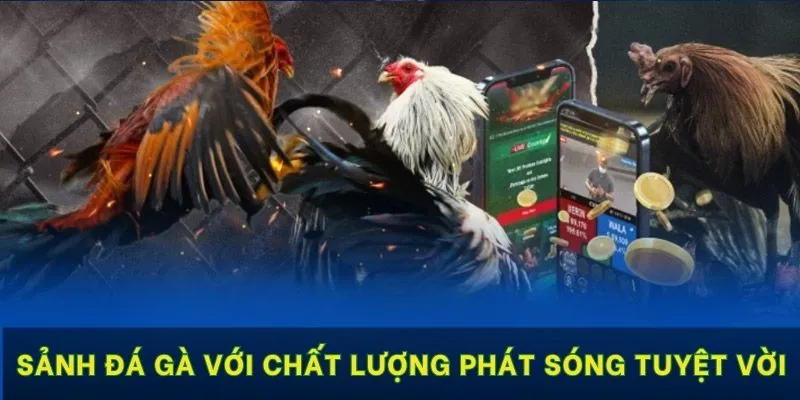 Sảnh đá gà với chất lượng phát sóng tuyệt vời